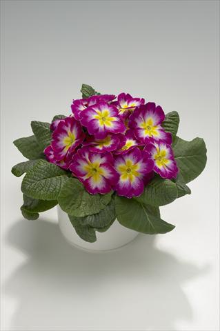 Foto de variedad de flores para ser usadas como: Tarrina de colgar / Maceta Primula acaulis, veris, vulgaris Mega Violet Picotee