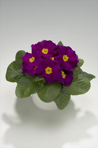 Foto de variedad de flores para ser usadas como: Tarrina de colgar / Maceta Primula acaulis, veris, vulgaris Mega Violet