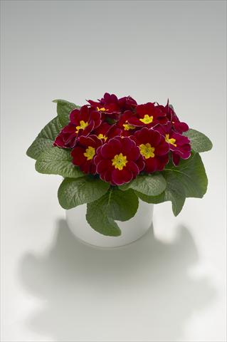 Foto de variedad de flores para ser usadas como: Tarrina de colgar / Maceta Primula acaulis, veris, vulgaris Mega Winered with Edge