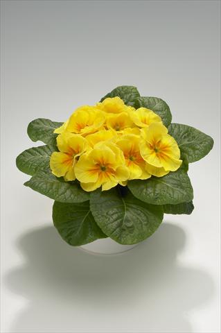 Foto de variedad de flores para ser usadas como: Tarrina de colgar / Maceta Primula acaulis, veris, vulgaris Mega Yellow with Eye