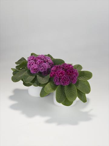 Foto de variedad de flores para ser usadas como: Tarrina de colgar / Maceta Primula acaulis, veris, vulgaris Paloma Lilac Shades