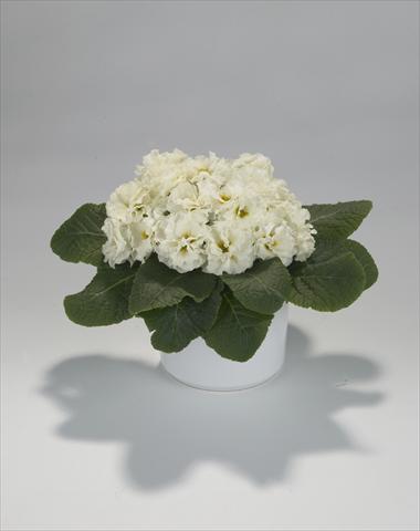 Foto de variedad de flores para ser usadas como: Tarrina de colgar / Maceta Primula acaulis, veris, vulgaris Paloma Lime