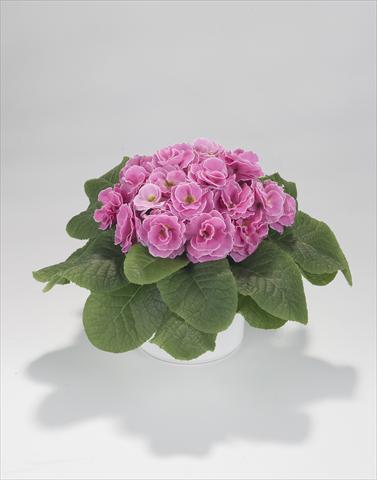 Foto de variedad de flores para ser usadas como: Tarrina de colgar / Maceta Primula acaulis, veris, vulgaris Paloma Pink