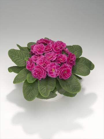Foto de variedad de flores para ser usadas como: Tarrina de colgar / Maceta Primula acaulis, veris, vulgaris Paloma Rose Shades