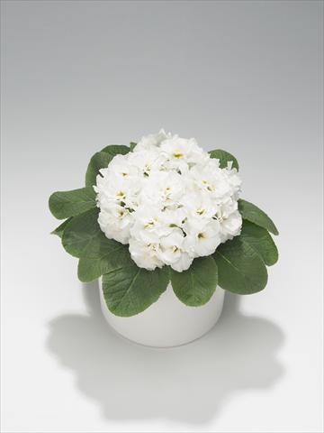 Foto de variedad de flores para ser usadas como: Tarrina de colgar / Maceta Primula acaulis, veris, vulgaris Paloma White
