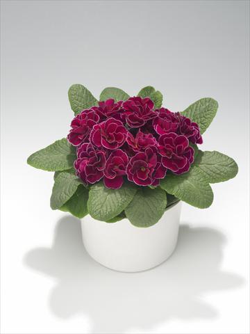 Foto de variedad de flores para ser usadas como: Tarrina de colgar / Maceta Primula acaulis, veris, vulgaris Paloma Winered