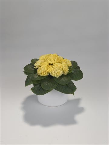Foto de variedad de flores para ser usadas como: Tarrina de colgar / Maceta Primula acaulis, veris, vulgaris Paloma Yellow