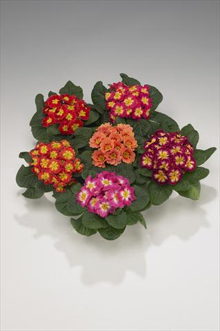 Foto de variedad de flores para ser usadas como: Tarrina de colgar / Maceta Primula acaulis, veris, vulgaris Viva Bicolor