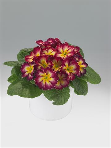 Foto de variedad de flores para ser usadas como: Tarrina de colgar / Maceta Primula acaulis, veris, vulgaris Viva Burgundy Flame