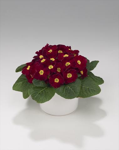 Foto de variedad de flores para ser usadas como: Tarrina de colgar / Maceta Primula acaulis, veris, vulgaris Viva Burgundy