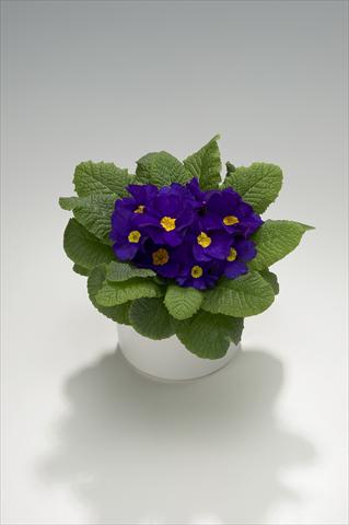 Foto de variedad de flores para ser usadas como: Tarrina de colgar / Maceta Primula acaulis, veris, vulgaris Viva Deep Blue