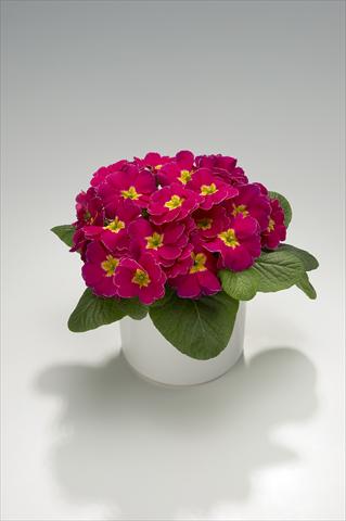 Foto de variedad de flores para ser usadas como: Tarrina de colgar / Maceta Primula acaulis, veris, vulgaris Viva Deep Rose with Edge