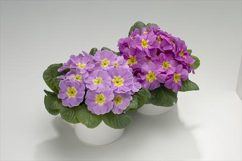 Foto de variedad de flores para ser usadas como: Tarrina de colgar / Maceta Primula acaulis, veris, vulgaris Viva Lavender Shades