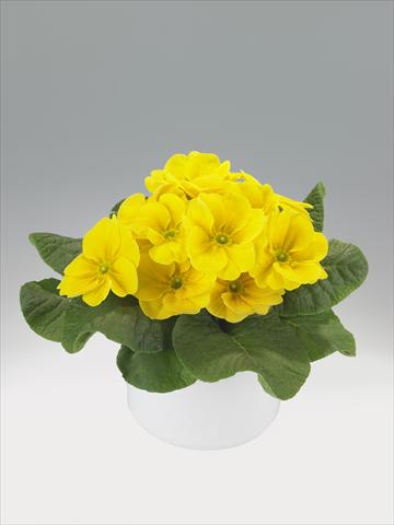 Foto de variedad de flores para ser usadas como: Tarrina de colgar / Maceta Primula acaulis, veris, vulgaris Viva Lemon Yellow