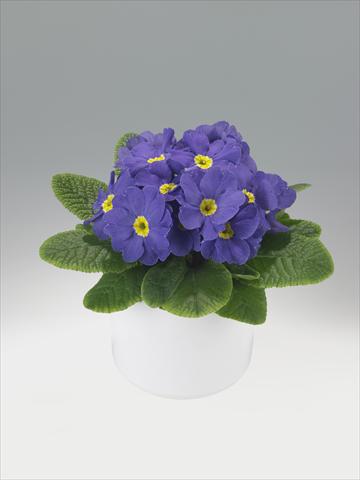 Foto de variedad de flores para ser usadas como: Tarrina de colgar / Maceta Primula acaulis, veris, vulgaris Viva Mid Blue