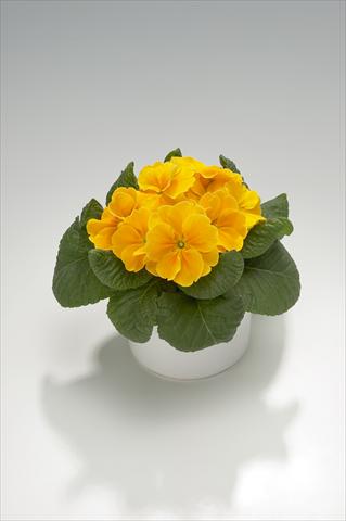 Foto de variedad de flores para ser usadas como: Tarrina de colgar / Maceta Primula acaulis, veris, vulgaris Viva Orange