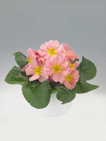 Foto de variedad de flores para ser usadas como: Tarrina de colgar / Maceta Primula acaulis, veris, vulgaris Viva Peach