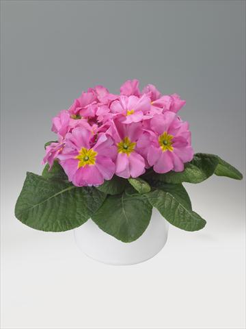 Foto de variedad de flores para ser usadas como: Tarrina de colgar / Maceta Primula acaulis, veris, vulgaris Viva Pink