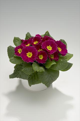 Foto de variedad de flores para ser usadas como: Tarrina de colgar / Maceta Primula acaulis, veris, vulgaris Viva Purple with Edge
