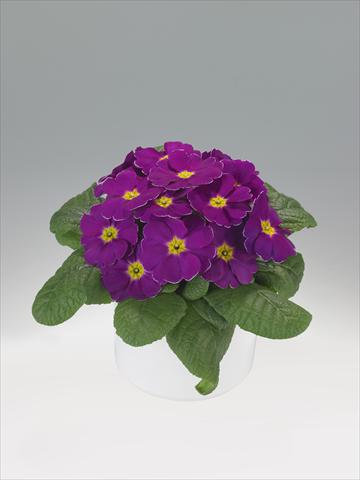 Foto de variedad de flores para ser usadas como: Tarrina de colgar / Maceta Primula acaulis, veris, vulgaris Viva Purple