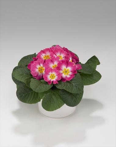 Foto de variedad de flores para ser usadas como: Tarrina de colgar / Maceta Primula acaulis, veris, vulgaris Viva Rose Bicolor