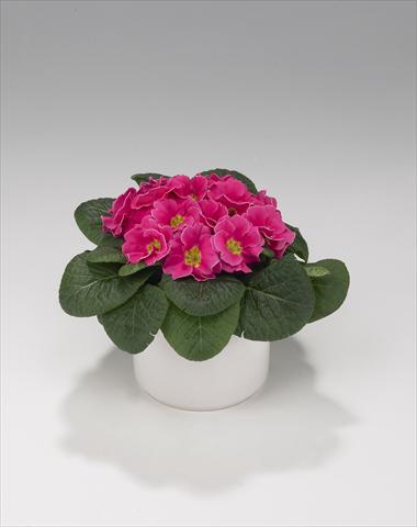 Foto de variedad de flores para ser usadas como: Tarrina de colgar / Maceta Primula acaulis, veris, vulgaris Viva Rose