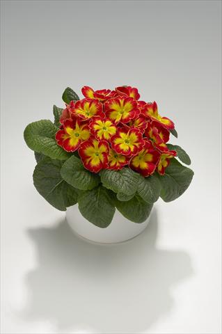 Foto de variedad de flores para ser usadas como: Tarrina de colgar / Maceta Primula acaulis, veris, vulgaris Viva Scarlet Flame
