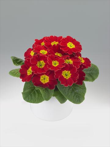 Foto de variedad de flores para ser usadas como: Tarrina de colgar / Maceta Primula acaulis, veris, vulgaris Viva Scarlet with Edge