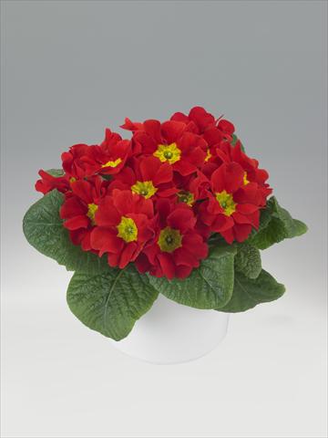 Foto de variedad de flores para ser usadas como: Tarrina de colgar / Maceta Primula acaulis, veris, vulgaris Viva Scarlet