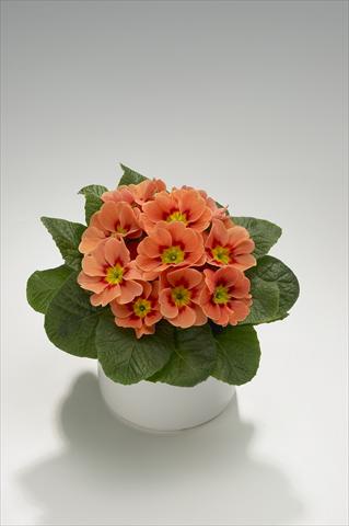 Foto de variedad de flores para ser usadas como: Tarrina de colgar / Maceta Primula acaulis, veris, vulgaris Viva Terracotta