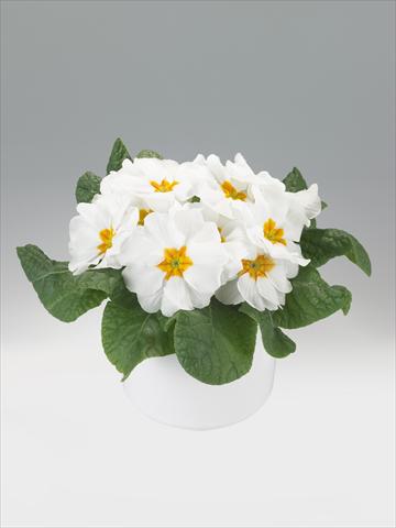 Foto de variedad de flores para ser usadas como: Tarrina de colgar / Maceta Primula acaulis, veris, vulgaris Viva White with Orange Eye
