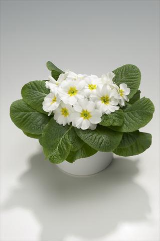 Foto de variedad de flores para ser usadas como: Tarrina de colgar / Maceta Primula acaulis, veris, vulgaris Viva White with Yellow Eye
