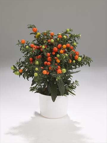 Foto de variedad de flores para ser usadas como: Tarrina de colgar / Maceta Solanum pseudocapsicum Thurino Light