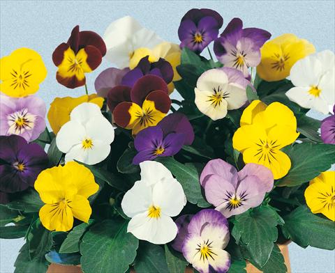 Foto de variedad de flores para ser usadas como: Maceta y planta de temporada Viola cornuta Lolita Mixture