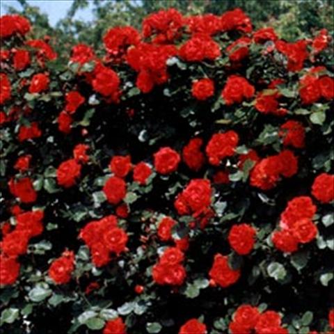 Foto de variedad de flores para ser usadas como: Planta de temporada / borde del macizo Rosa rampicante Tchin Tchin