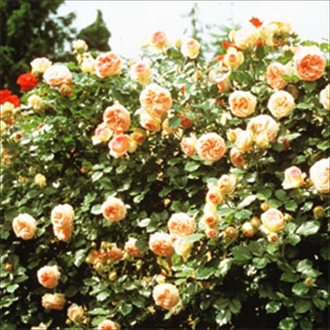 Foto de variedad de flores para ser usadas como: Planta de temporada / borde del macizo Rosa rampicante GPT Eden Rose®