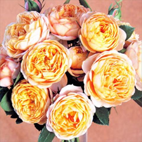 Foto de variedad de flores para ser usadas como: Maceta Rosa floribunda GPT Baby Romantica