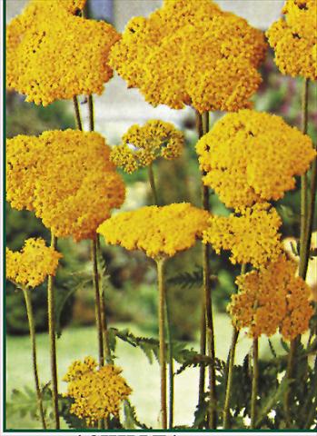 Foto de variedad de flores para ser usadas como: Planta de temporada / borde del macizo Achillea filipendulina Parkers Variety
