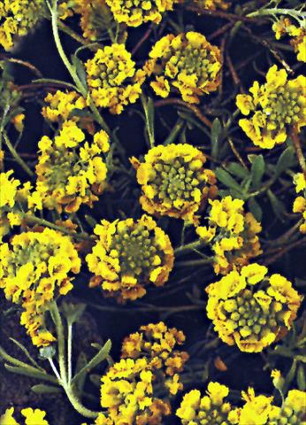 Foto de variedad de flores para ser usadas como: Planta de temporada / borde del macizo Alyssum montanum Mountain Gold