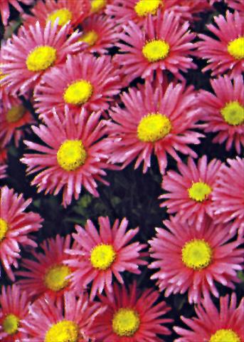 Foto de variedad de flores para ser usadas como: Planta de temporada / borde del macizo Aster alpinus Goliath
