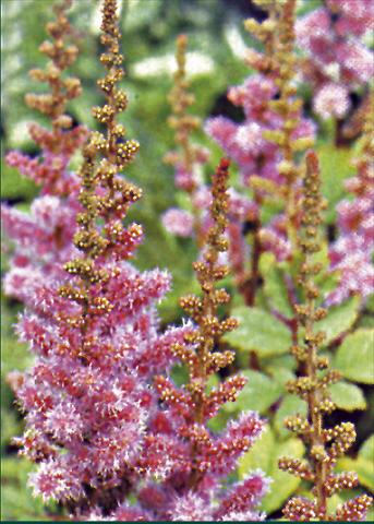 Foto de variedad de flores para ser usadas como: Planta de temporada / borde del macizo Astilbe chinensis Var. Pumila