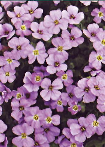 Foto de variedad de flores para ser usadas como: Planta de temporada / borde del macizo Aubrieta Royal Violet