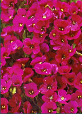 Foto de variedad de flores para ser usadas como: Planta de temporada / borde del macizo Aubrieta Royal Red