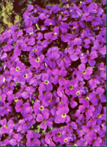 Foto de variedad de flores para ser usadas como: Planta de temporada / borde del macizo Aubrieta  Whitewell Gem