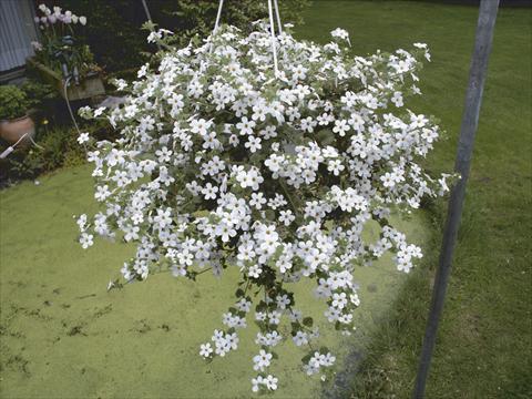 Foto de variedad de flores para ser usadas como: Tarrina de colgar / Maceta Bacopa (Sutera cordata) Taifun Mega White