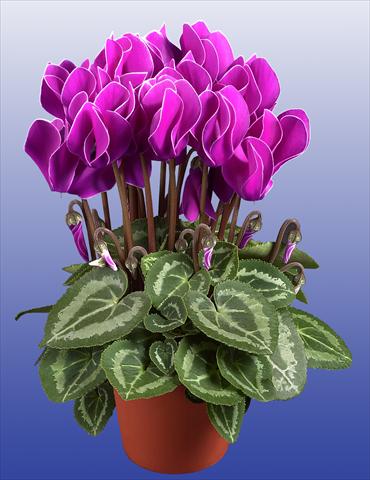 Foto de variedad de flores para ser usadas como: Maceta Cyclamen persicum Super Serie®s Compact F1