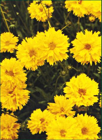 Foto de variedad de flores para ser usadas como: Planta de temporada / borde del macizo Coreopsis grandiflora Early Sunrise