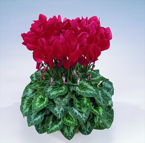 Foto de variedad de flores para ser usadas como: Maceta Cyclamen persicum Halios® F1