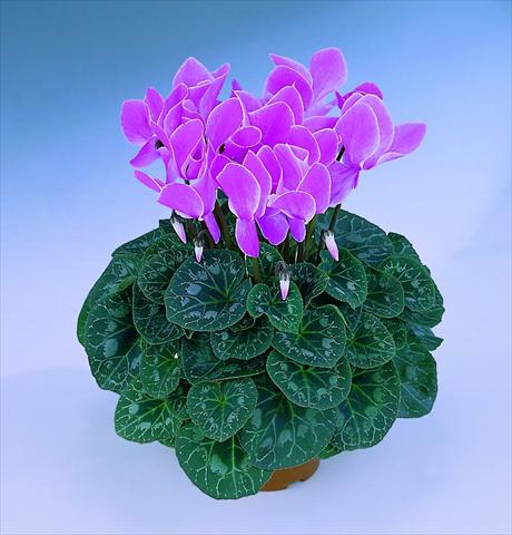 Foto de variedad de flores para ser usadas como: Maceta Cyclamen persicum Halios® F1 Mélange
