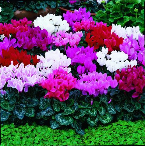 Foto de variedad de flores para ser usadas como: Maceta y planta de temporada Cyclamen persicum Laser F1 Mix